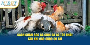 ùng Kubet Tìm Hiểu Cách Chăm Sóc Gà Chọi Đá Gà Tốt Nhất