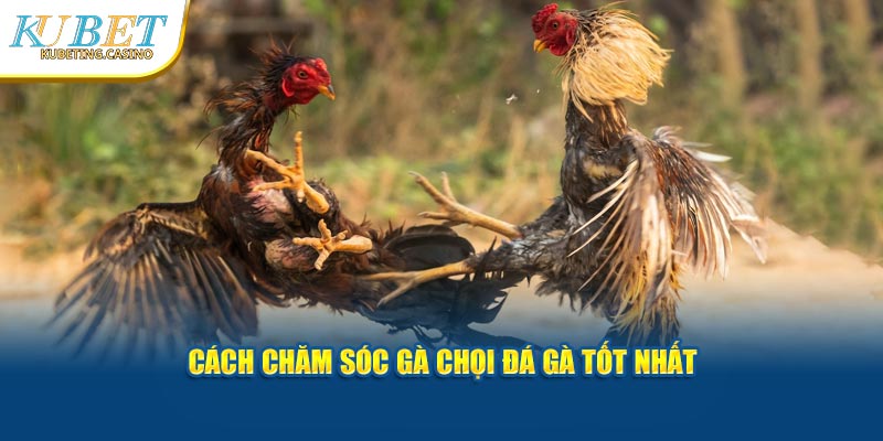 Cách chăm sóc gà chọi đá gà tốt nhất