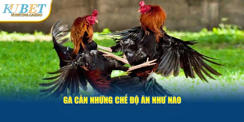 Các chế độ ăn để chăm sóc gà chọi