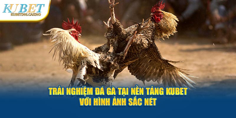 Trải nghiệm đá gà tại nền tảng Kubet với hình ảnh sắc nét