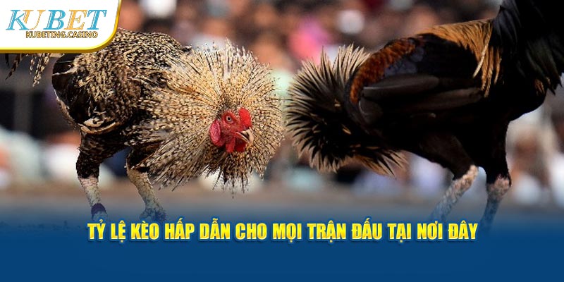 Tỷ lệ kèo hấp dẫn cho mọi trận đấu tại nơi đây